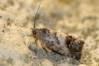 Cydia splendana