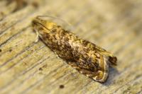 Grapholita lobarzewskii