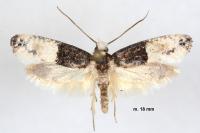Trichophaga bipartitella