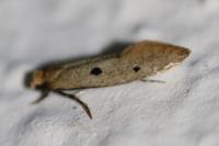 Tinea trinotella