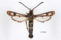 Chamaesphecia empiformis