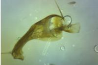 Chamaesphecia empiformis