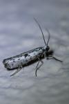 Yponomeuta plumbella