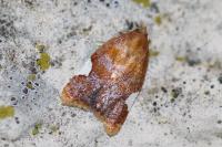 Acleris holmiana