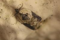 Acleris variegana