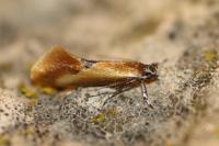 Batia lunaris