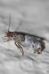 Notocelia trimaculana