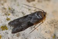 Blastobasis glandulella