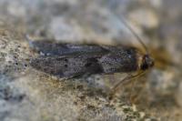 Blastobasis glandulella