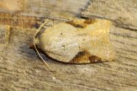 Acleris ferrugana/notana