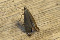 Glyphipterix thrasonella