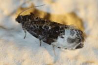 Hedya nubiferana