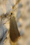 Crassa tinctella