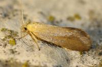 Crassa tinctella