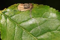 Stigmella plagicolella