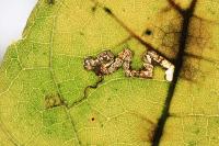Stigmella tiliae