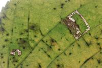 Stigmella tiliae