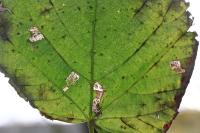 Stigmella tiliae
