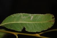 Phyllocnistis valentinensis
