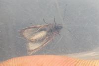Dasystoma salicella
