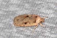 Agonopterix ocellana