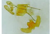 Celypha lacunana