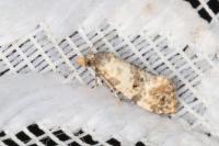 Neocochylis molliculana