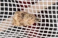 Celypha lacunana