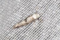 Paraswammerdamia albicapitella