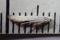 Coleophora albidella