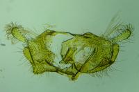 Coleophora albidella