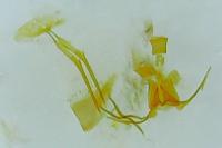 Scythropia crataegella