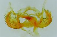Cochylichroa atricapitana