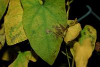 Stigmella freyella