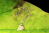 Stigmella freyella