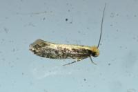 Monopis crocicapitella