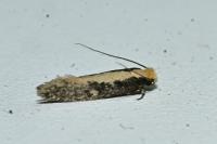 Monopis crocicapitella