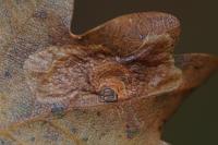 Tischeria dodonaea