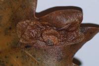 Tischeria dodonaea