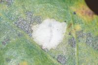 Tischeria ekebladella