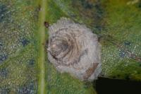 Tischeria decidua