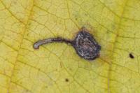 Bucculatrix frangutella