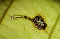Bucculatrix frangutella