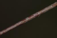 Phyllocnistis ramulicola