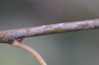 Phyllocnistis ramulicola