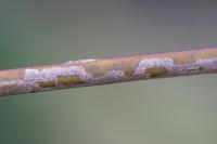 Phyllocnistis ramulicola