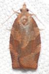 Pandemis heparana