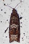 Ancylis achatana