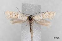 Elachista gormella