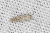 Elachista gormella